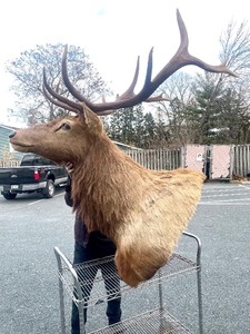 lot 2 image: Awesome HUGE Genuine Elk Taxidermy Shoulder Mount