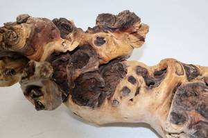 lot 94 image: Natural Wood Burl Accent Piece - Organic 16 Inch