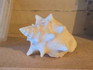 lot 483 image: Decorative Conch Shell