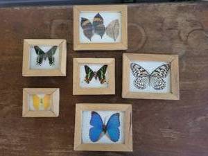 lot 125B image: Collection of 6 Framed Exotic Butterflies and Moths
