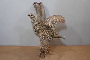 lot 76 image: Minnesota Sharp Tail Grouse Mount on Drift Wood