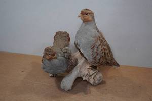 lot 77 image: Minnesota Hungarian Partridge Mount on Drift Wood