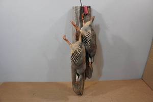 lot 78 image: Chukar Partridges Mounts on Barn Wood