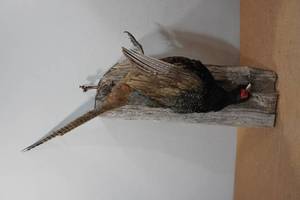 lot 79 image: Minnesota Pheasant Mount on Barn Wood