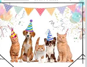 lot 211 image: Photo Backdrop Stand 6.5ft X 10ft Black - Brand New