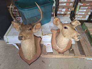 lot 8 image: 1968 white tail deer mount