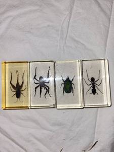 lot 117 image: Set of 4 Insect Specimen Paperweights Beetle, Spider, Ant, Cricket