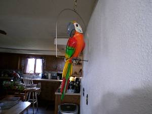 lot 31 image: Large 27 Long 13 Wide Parrot Very Colorful