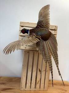 lot 8 image: Beautiful 32-inch-long taxidermy rooster-pheasant