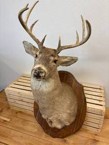 lot 55 image: Ten point Mule Deer Buck Head Mount