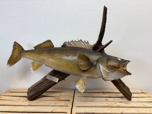 lot 60 image: Mounted walleye - 9lb 9oz (approx 30) Caught 6-3-1989 Clear Water Lake Canada