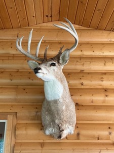 lot 9 image: White-Tailed Deer Shoulder Mount Taxidermy Display