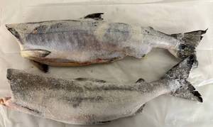 lot 115 image: E. 6.6lbs (2)Whole Salmon-Cleaned & Head Off