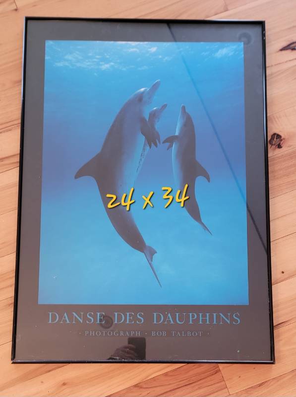 Danse des Dauphins, 1989』 Bob Talbot Framed Art Print