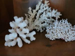 lot 325 image: Natural Coral Specimen Collection