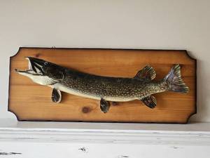 lot 128 image: Muskie Taxidermy Mount