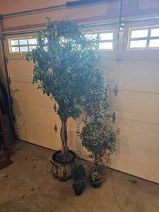lot 355 image: 8 Foot Silk Fig Tree & Siblings