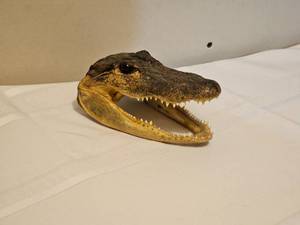 lot 357 image: Six Inch Gator Head