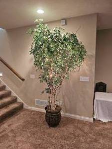 lot 368 image: Lit Silk Birch Tree Saplings