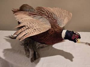 lot 172 image: Flying Pheasant Taxidermy Wall Mount