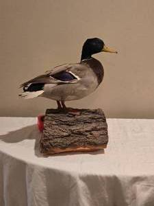 lot 173 image: Mallard Duck Taxidermy Mount on Bark Base