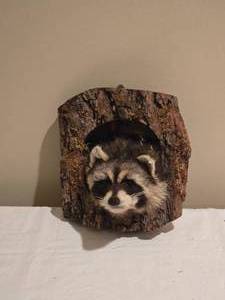 lot 176 image: Raccoon Taxidermy Log Mount