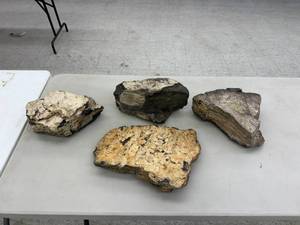 lot 56 image: Petrified Wood