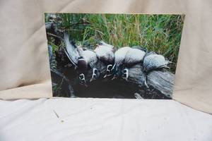 lot 60 image: Wildlife Duck Photo on Board (no frame)
