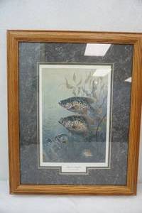 lot 249 image: Framed Print. Black Crappies by Terry Doughty