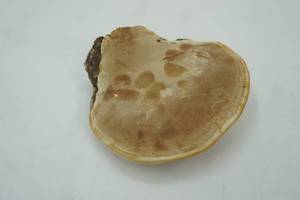 lot 328 image: decor mushroom