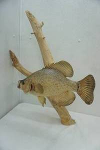 lot 478 image: Mounted Crappie w Plaque. January 15, 2000. Norway Lake