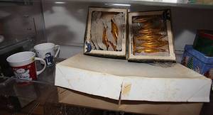 lot 0188 image: Shelf Lot #39 - Multiple items in one lot - Some Christmas - See Pic