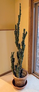 lot 118 image: LL - Large 6ft Potted Cactus in Terracotta Planter