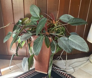 lot 88R image: K - Pretty Live Philodendron in Tall Ceramic Planter