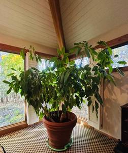lot 71C image: LR - Large Indoor Potted Plant in 29 x 34 Inch Terracotta Pot