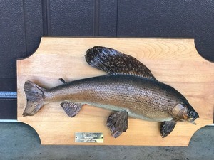 lot 20A image: Vintage Grayling Fish Mount - 3lbs 3oz
