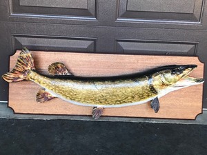 lot 18 image: Vintage Mounted Northern Pike