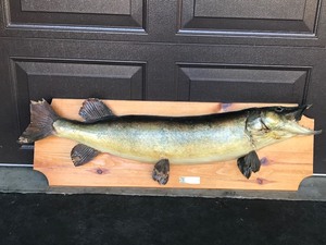 lot 17 image: Vintage Mounted Northern Pike