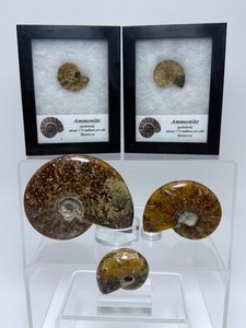lot 102 image: Ammolite Lot of 5 2 small ammonite in a Rikers Box, and 3 whole ammonites in various sizes  Total Weight 208 gm  7.2 oz. The petrified shell of an ancient marine mollusk, related to octopuses and squid.