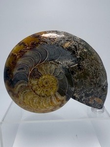 lot 15 image: Impressive Polished Ammonite Fossil Shallow Bowl 392gm  13.8oz.  See description.