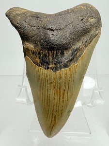 lot 7 image: Authentic Megalodon tooth 97gm.  3.2oz. 3.5  Excellent condition, no breaks or cracks