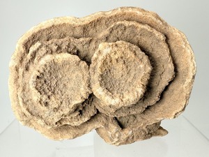 lot 23 image: Twin Fossilized Stromatolite Formation 606 gm  1lb 3oz.  Oldest evidence of life on earth. Ancient Transformer. Dates back billions of years.