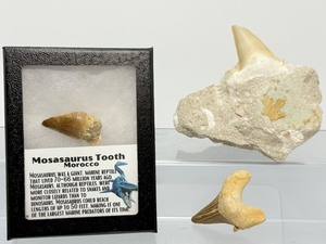 lot 85 image: Lot of 3 Sharks Teeth Shark tooth in Matrix, Mosasaurus Tooth in Rikers Box & Otodus Tooth Shark tooth in Matrix 267gm  9.4oz.  Mosasaurus Tooth in Rikers Box   Otodus Tooth 14gm  .4oz.