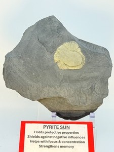 lot 39 image: Pyrite Sun in Matrix display piece 1k 554 gm  3 lb 6.8 oz  Not a fossil. Also called Pyrite Dollars, Miners Dollars or Sun Dollars. Virtually unique to Illinois