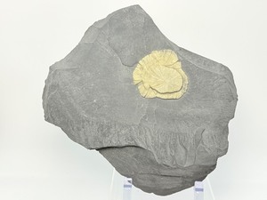 lot 39 image: Pyrite Sun in Matrix display piece 1k 554 gm  3 lb 6.8 oz  Not a fossil. Also called Pyrite Dollars, Miners Dollars or Sun Dollars. Virtually unique to Illinois