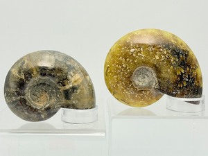 lot 77 image: Lot of 2 Whole Ammolites  433 gm  15.2 oz.