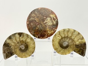 lot 156 image: Ammonite Polished Pair from Brazil  249 gm  8.7 oz.and Cut & Polished Plate or Coaster