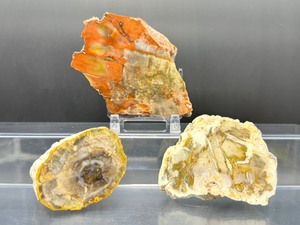 lot 145 image: Petrified Wood Polished Lot of 3  slab geode log  605 gm.  1 lb.  5.3oz