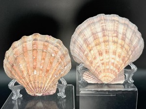 lot 29 image: Lions paw Lot of 2.  Robust shell, with its vibrant, fiery hues and sturdy form makes it an impressive vessel for smudging or burning incense