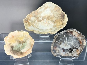 lot 92 image: Petrified Wood Slabs Lot of 3   Total Weight 700 gm.  1 lb. 8.6 oz.